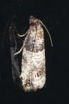 Notocelia