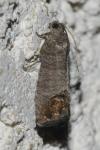 Cydia pomonella