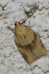 Clepsis consimilana