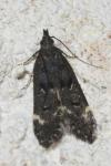 Dichomeris alacella