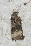 Endothenia gr. gentianaeana