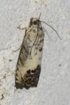 Pammene fasciana