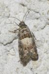 Epiblema gr. sticticana