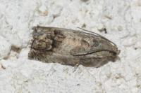 Cydia splendana