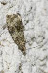 Celypha lacunana