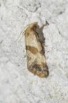 Phalonidia contractana