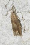 Eucosma conterminana