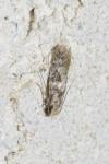 Infurcitinea