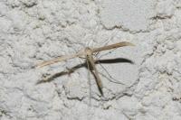 Stenoptilia