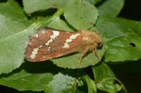 Phymatopus hecta