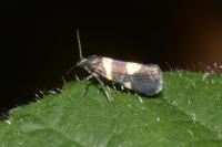 Lampronia luzella