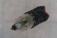 Acleris variegana