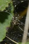 Scythris scopolella