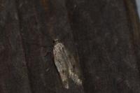 Borkhausenia