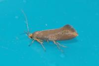 Crassa unitella