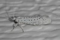 Yponomeuta evonymella