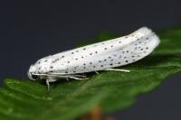 Yponomeuta evonymella
