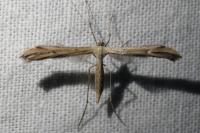 Emmelina monodactyla