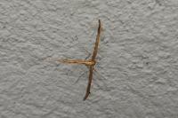 Emmelina monodactyla