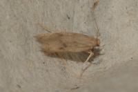 Borkhausenia nefrax