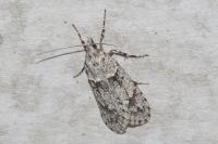 Diurnea fagella