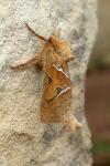 Triodia sylvina
