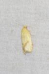Agapeta hamana