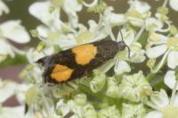 Pammene aurana