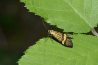 Nemophora degeerella