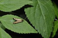 Nemophora degeerella