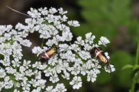 Adela australis