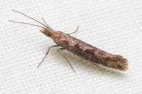 Plutella xylostella