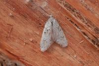 Diurnea fagella