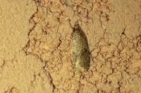 Agonopterix