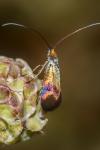 Nemophora fasciella