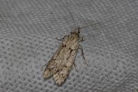 Diurnea fagella