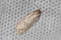 Semioscopis avellanella