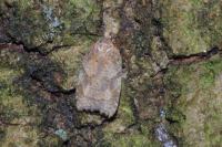 Acleris sparsana