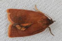 Cacoecimorpha pronubana