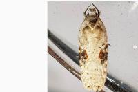 Agonopterix alstroemeriana
