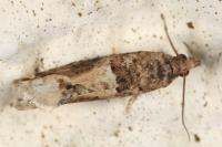 Crocidosema plebejana