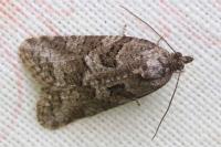 Cnephasia