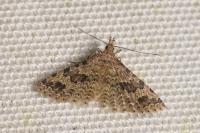 Alucita hexadactyla