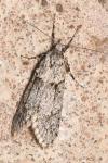 Diurnea fagella