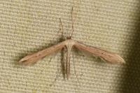 Emmelina monodactyla