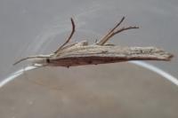 Ypsolopha mucronella