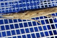 Ypsolopha mucronella