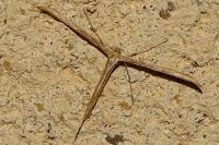 Emmelina monodactyla