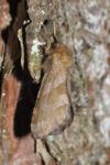 Phymatopus hecta