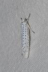 Yponomeuta evonymella